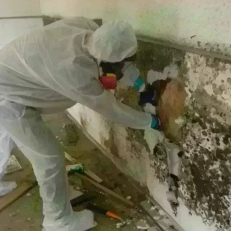 Mold Remediation and Removal in Alma, WI